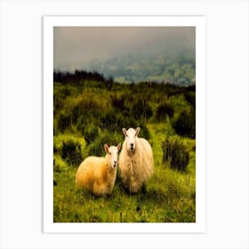 Two Sheep In A Field Art Print