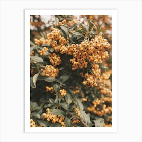 Orange Berries Art Print