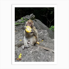 Monkey Eating corn 🌽 Art Print