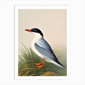 Common Tern 2 James Audubon Vintage Style Bird Art Print