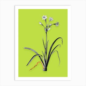 Vintage Crytanthus Vittatus Black and White Gold Leaf Floral Art on Chartreuse n.0975 Art Print