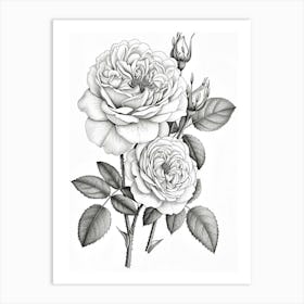 Roses Sketch 37 Art Print
