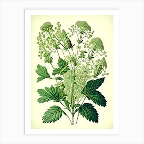 Valerian Herb Vintage Botanical Art Print