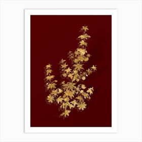 Vintage Madder Leaved Bauera Botanical in Gold on Red Art Print