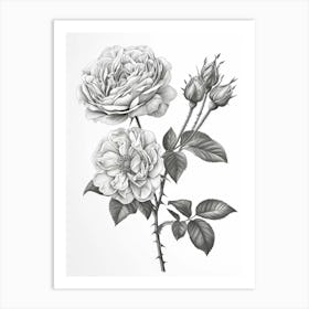 Roses Sketch 58 Art Print