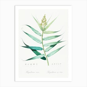 Bush Cane, Pierre Joseph Redoute Art Print