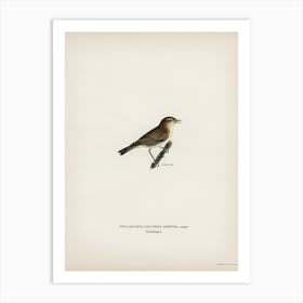 Common Chiffchaff, The Von Wright Brothers Art Print