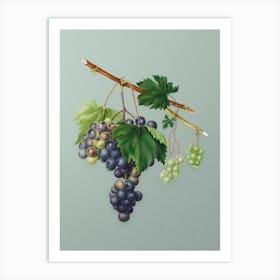 Vintage Grape from Ischia Botanical Art on Mint Green n.0278 Art Print