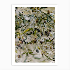 Olive Tree in Puglia, Italy | travel photography Art Print