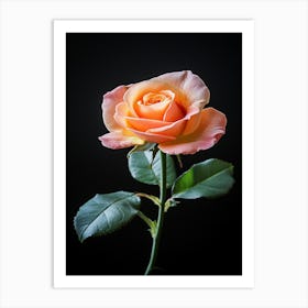 Single Rose Isolated On Black Background 4 Art Print