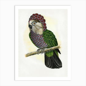 Parrot 35 Art Print