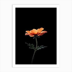 Orange Poppy Art Print