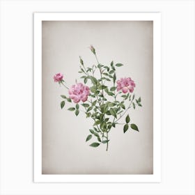 Vintage Dwarf Rosebush Botanical on Parchment n.0220 Art Print