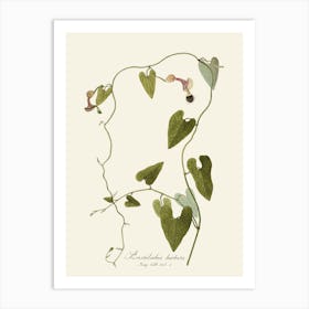 Lilacs 1 Art Print