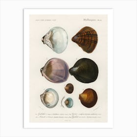 Different Types Of Mollusks, Charles Dessalines D'Orbigny 7 Art Print