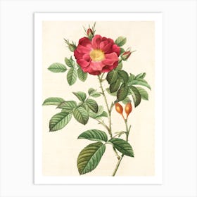 Rosa Rubiginosa Art Print