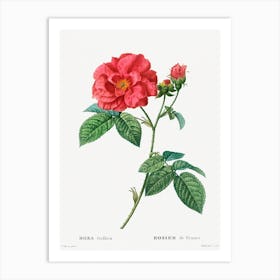 French Rose, Pierre Joseph Redoute Art Print