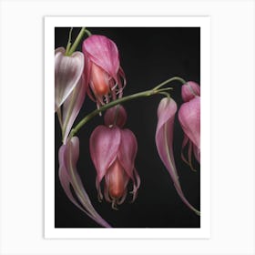 Fuchsia Art Print