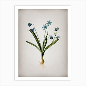 Vintage Scilla Amoena Botanical on Parchment n.0044 Art Print