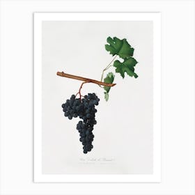 Dolcetto Grapes (Vitis Vinifera) From Pomona Italiana (1817 - 1839), Giorgio Gallesio Art Print