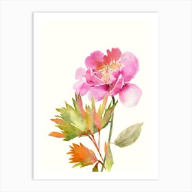 Watercolor Peony Isolated On White Art Print