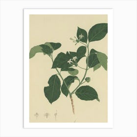 Hibiscus 46 Art Print