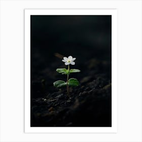 Single White Flower 10 Art Print