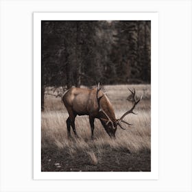 Arizona Elk Scenery Art Print