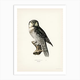 Northern Hawk Owl, The Von Wright Brothers Art Print