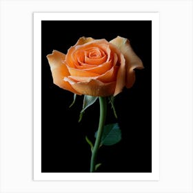 Orange Rose Isolated On Black Background Photo Art Print