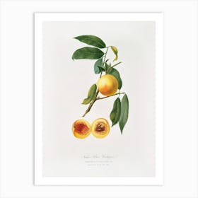 Peach (Prunus Persica) From Pomona Italiana (1817 1839), Giorgio Gallesio 4 Art Print