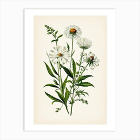 Vintage Botanical Galleria Style Wildflower Painting 35 Art Print