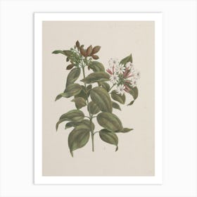 African Jasmine, Luigi Balugani Art Print