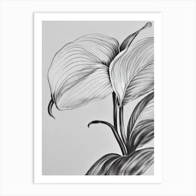 Anthurium B&W Pencil 1 Flower Art Print