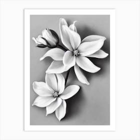 Statice B&W Pencil 2 Flower Art Print