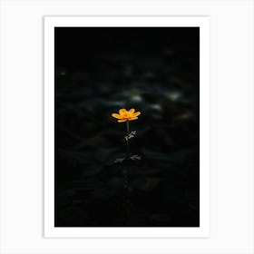 Single Flower In The Dark 40 Art Print