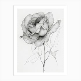 English Rose Black And White Line Drawing 11 Art Print