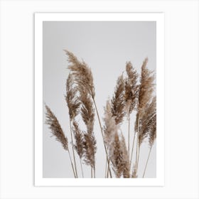 Pampas Reed In The Wind Art Print