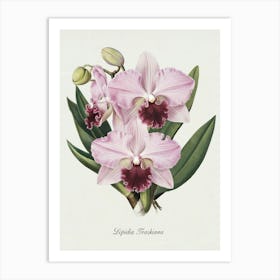 Orchid Botanical Illustration - Lepidia Traskiana Art Print
A detailed botanical illustration of the elegant Lepidia Traskiana orchid, showcasing its delicate pink petals and deep magenta center. A timeless piece that adds a touch of sophistication and natural beauty.
Perfect for a bedroom, living room, or study, enhancing the space with elegance and botanical charm. Art Print