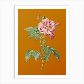 Vintage French Rosebush with Variegated Flowers Botanical on Sunset Orange n.0787 Art Print