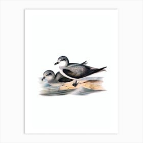 Vintage Soft Plumaged Petrel Bird Illustration on Pure White n.0036 Art Print