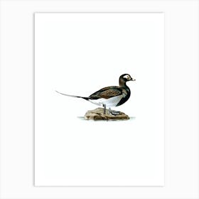 Vintage Long Tailed Duck Male Bird Illustration on Pure White n.0036 Art Print