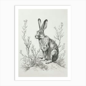 Silver Fox Rabbit Drawing 1 Art Print