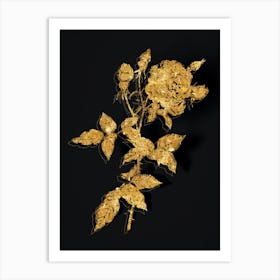 Vintage Provence Rose Botanical in Gold on Black n.0146 Art Print