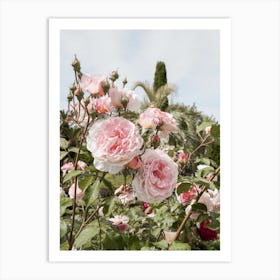 Pink Roses Garden Art Print