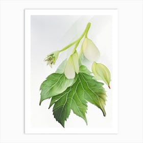 Mayapple Wildflower Watercolour 2 Art Print