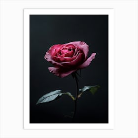 Single Rose On Dark Background Art Print