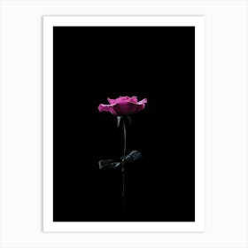 Rose In The Dark 11 Art Print