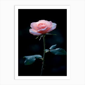 Pink Rose 65 Art Print