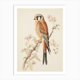 Vintage Bird Drawing American Kestrel 2 Art Print